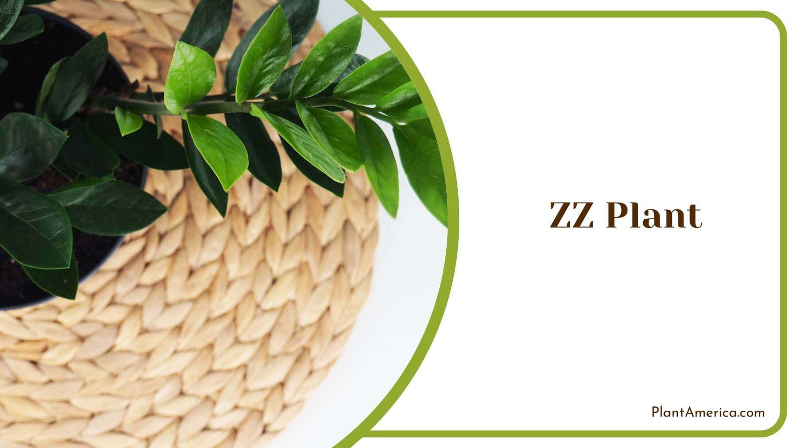 Green ZZ Plant Plant America