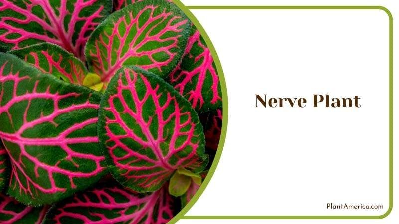 Green and Red Leaves of Nerve Plant Plant America Green and Red Leaves of Nerve Plant Plant America