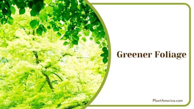 Greener Foliage Plant America