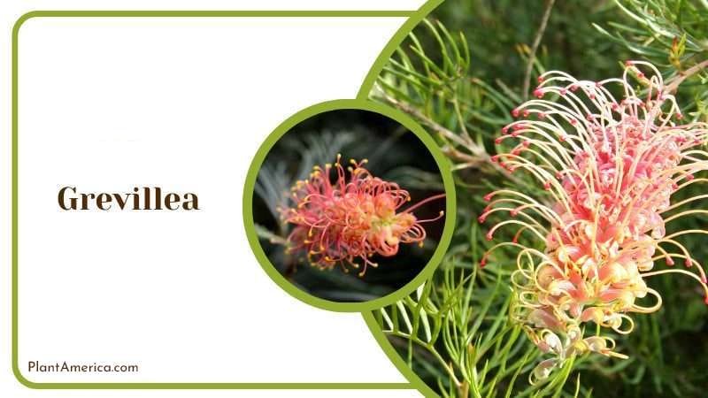 Grevillea Plant PlantAmerica Grevillea Plant PlantAmerica