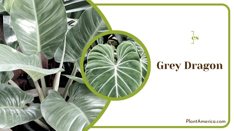 Grey Dragon Plants in a Pot ~ PlantAmerica