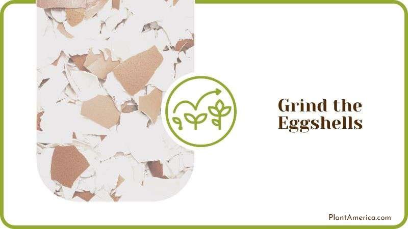 Grind the Eggshells Plant America