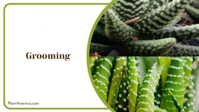 Grooming Haworthia Reinwardtii Plant Plant America
