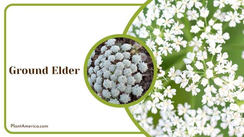 Ground Elder Flowers in Summer Plant America