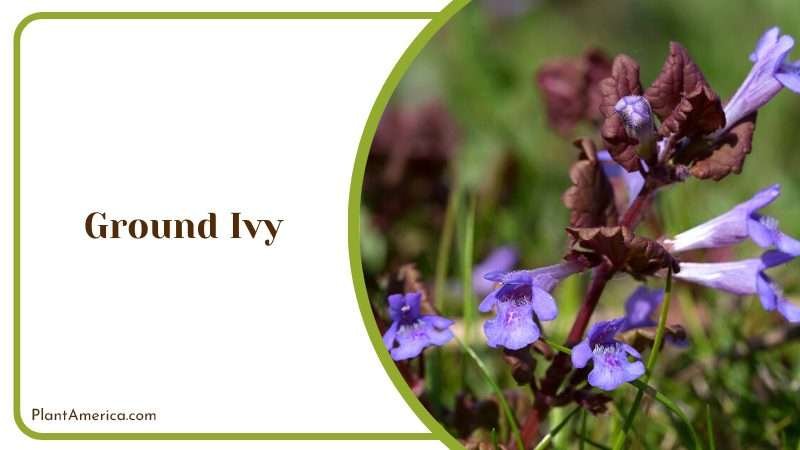 Ground Ivy Groundcover Plant America Ground Ivy Groundcover Plant America