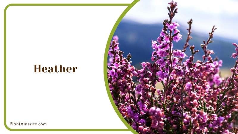 Groundcover Gem Delicate Heather Plant America