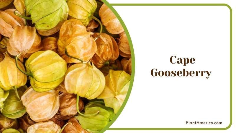 Group of Fresh Cape Gooseberries Plant America