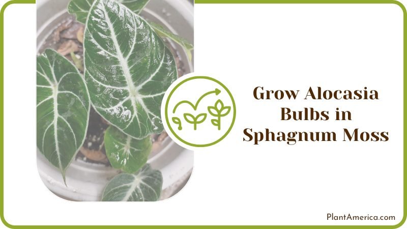 Grow Alocasia Bulbs in Sphagnum Moss ~ PlantAmerica Grow Alocasia Bulbs in Sphagnum Moss ~ PlantAmerica
