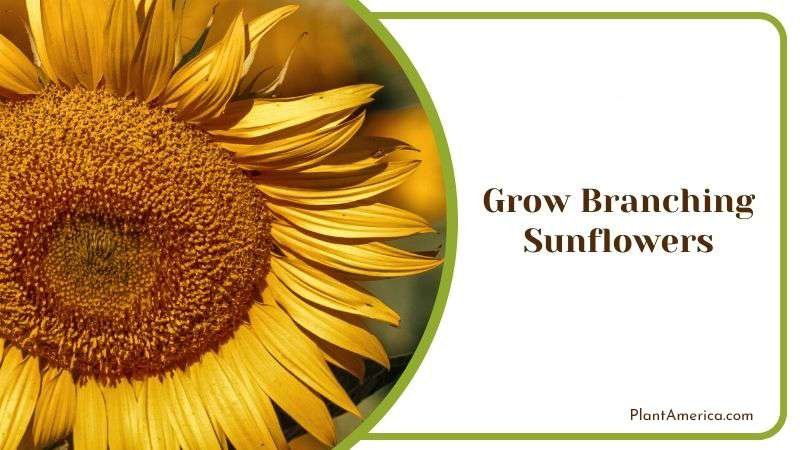 Grow Branching Sunflowers Plant America