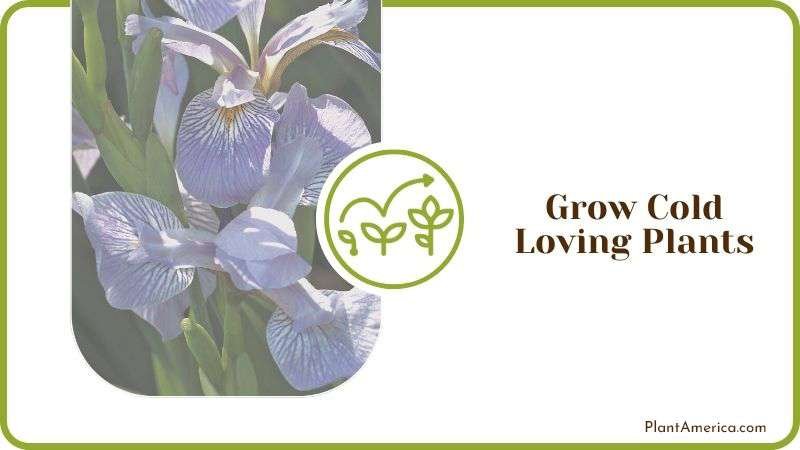 Grow Cold Loving Plants Plant America