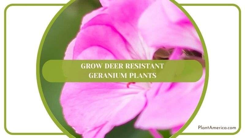Grow Deer Resistant Geranium Plants Plant America
