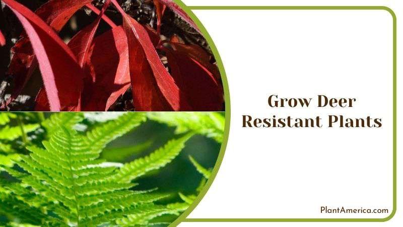 Grow Deer Resistant Plants Plant America