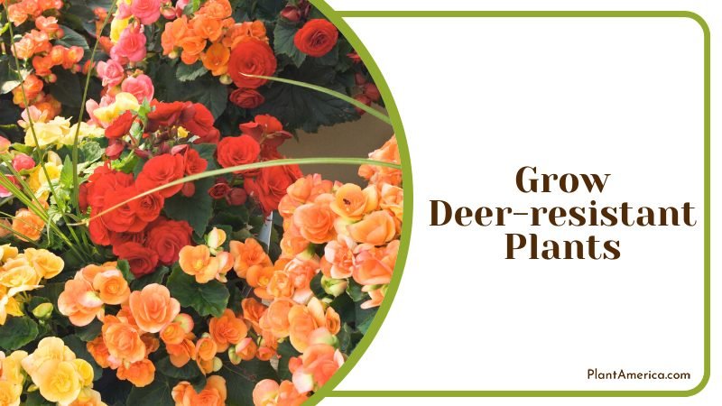 Grow Deer resistant Plants in your garden ~ PlantAmerica