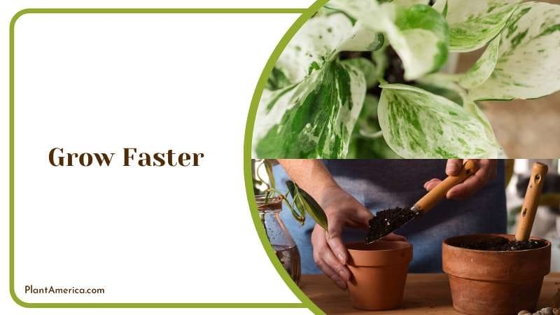 Grow Faster Plant America