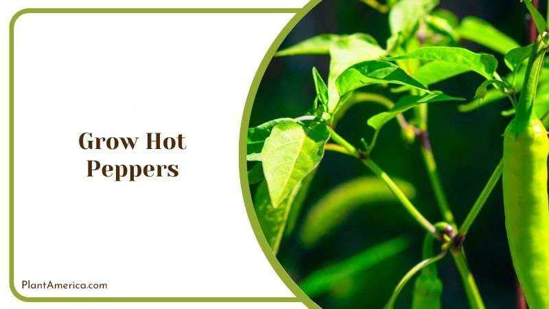 Grow Hot Peppers Plantamerica