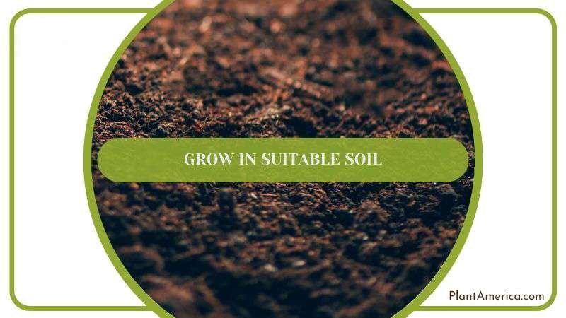 Grow In Suitable Soil Plant America