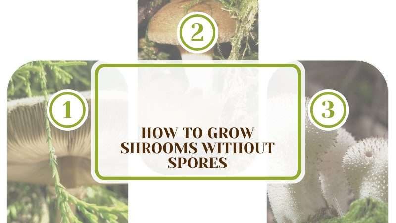 Grow Shrooms Without Spores Plant America How To Grow Shrooms Without Spores: The Correct Steps