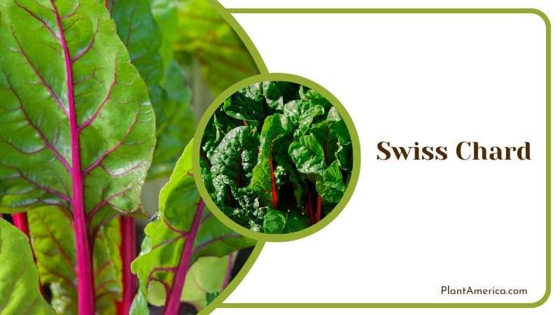 Grow Swiss Chard Plants Plant America