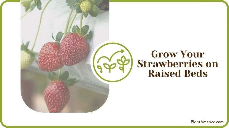 Grow Your Strawberries on Raised Beds Plant America