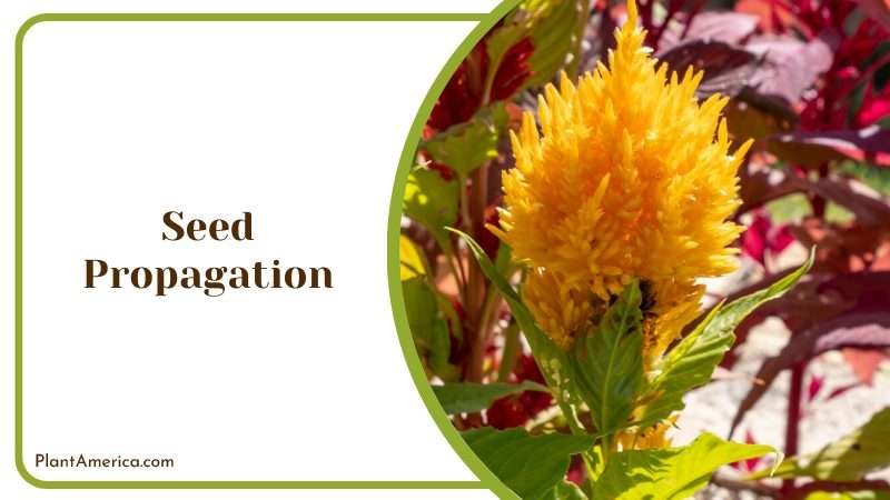 Grow a Dragons breath from seeds Plant America