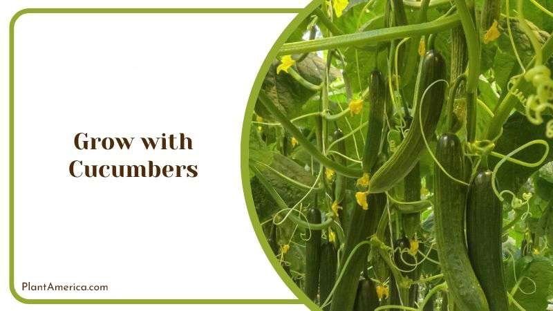 Grow with Cucumbers Plant America