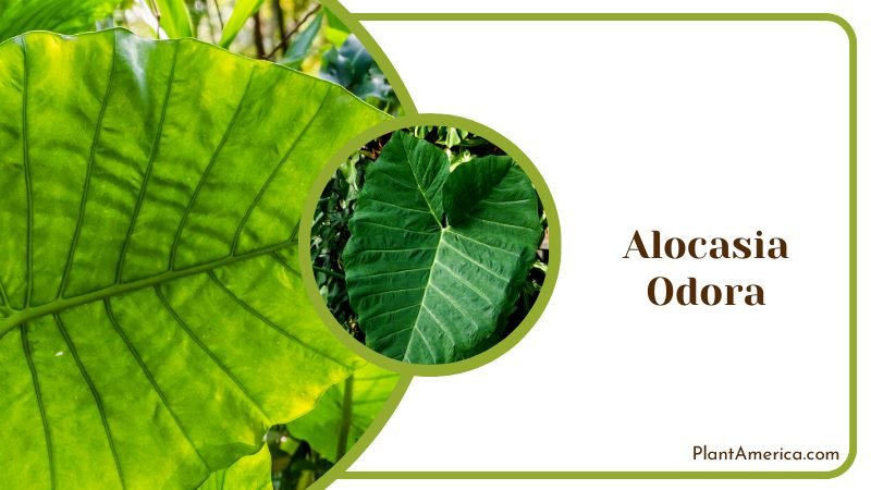 Growing Alocasia Odora in Outside ~ PlantAmerica