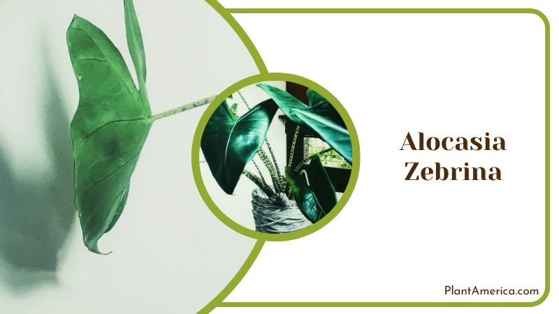 Growing Alocasia Zebrina in a Pot ~ PlantAmerica