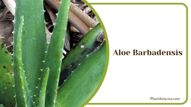Growing Aloe Barbadensis Plant America
