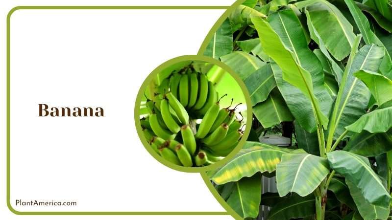 Growing Banana Plants in Outside PlantAmerica Growing Banana Plants in Outside PlantAmerica