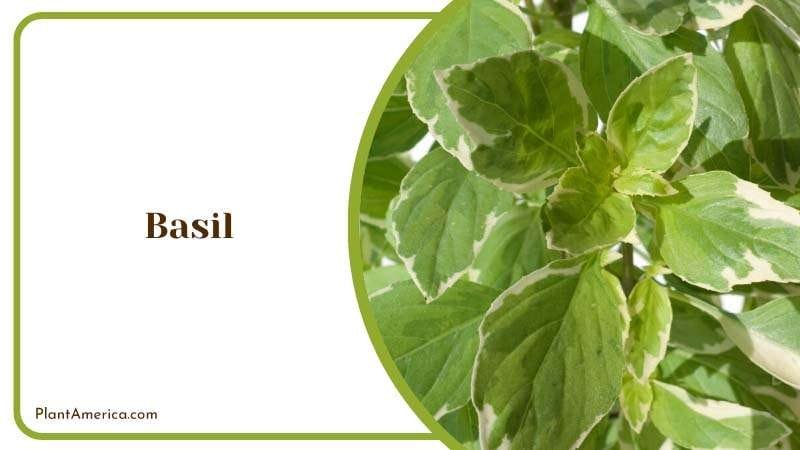 Growing Basil Plants PlantAmerica