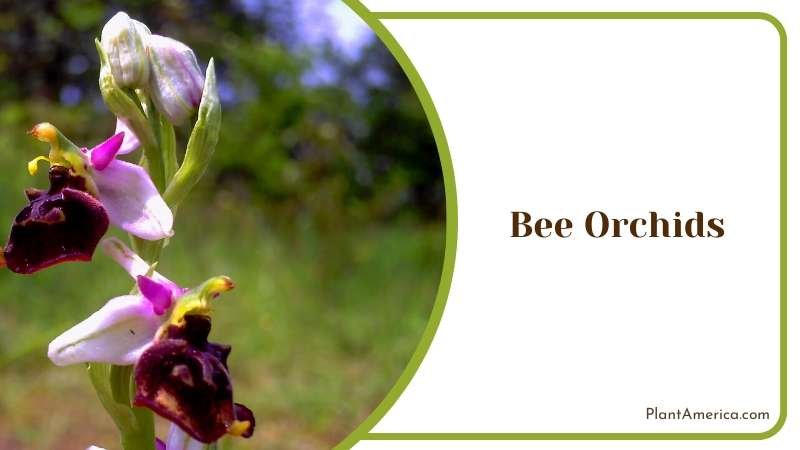 Growing Bee Orchids in Outside Plant America