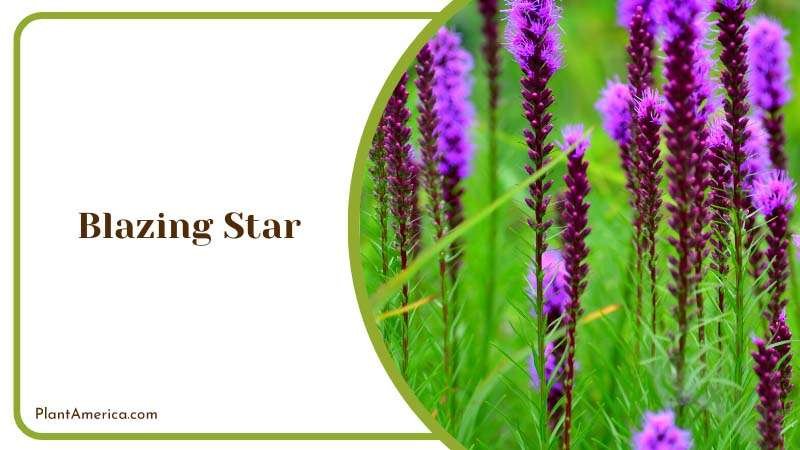 Growing Blazing Star in Field Plant America