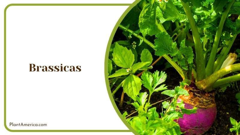 Growing Brassicas in Containers Plant America