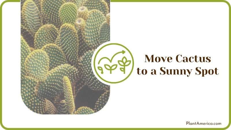 Growing Cactus in Sunny Spot Plant America