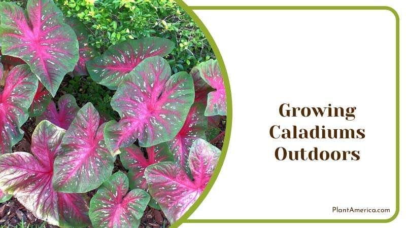 Growing Caladiums Outdoors Plant America