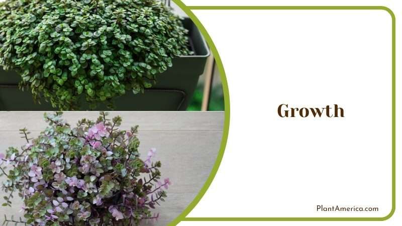 Growing Callisia Repens Plant America