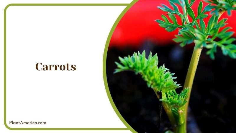 Growing Carrots Plant in Pot Plant America Growing Carrots Plant in Pot Plant America