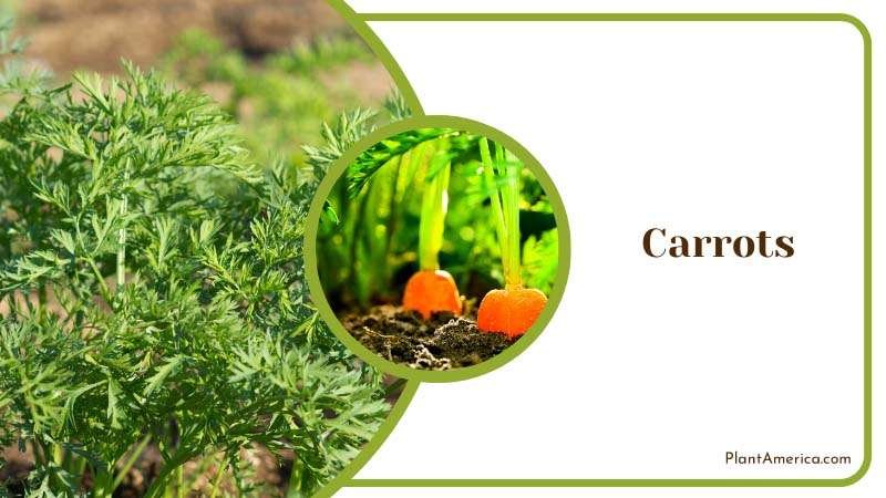 Growing Carrots Plants Plant America Growing Carrots Plants Plant America