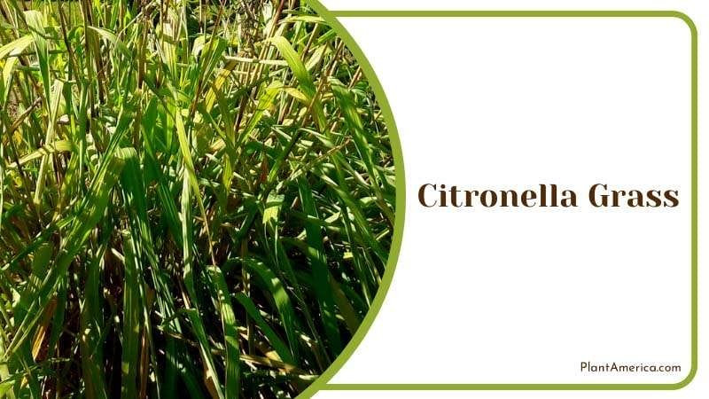 Growing Citronella Grass PlantAmerica