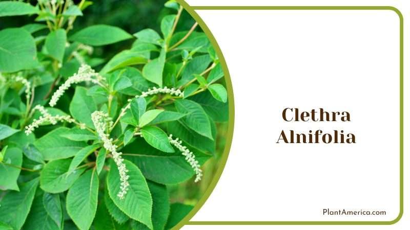 Growing Clethra Alnifolia in Garden PlantAmerica