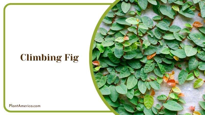 Growing Climbing Fig in a Wall Plant America