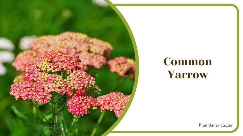 Growing Common Yarrow in the Field Plant America