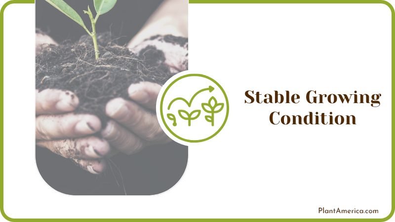 Growing Condition for Plants Plant America