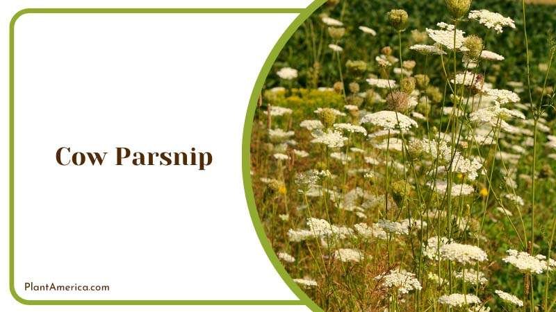 Growing Cow Parsnip on Country Side Plant America