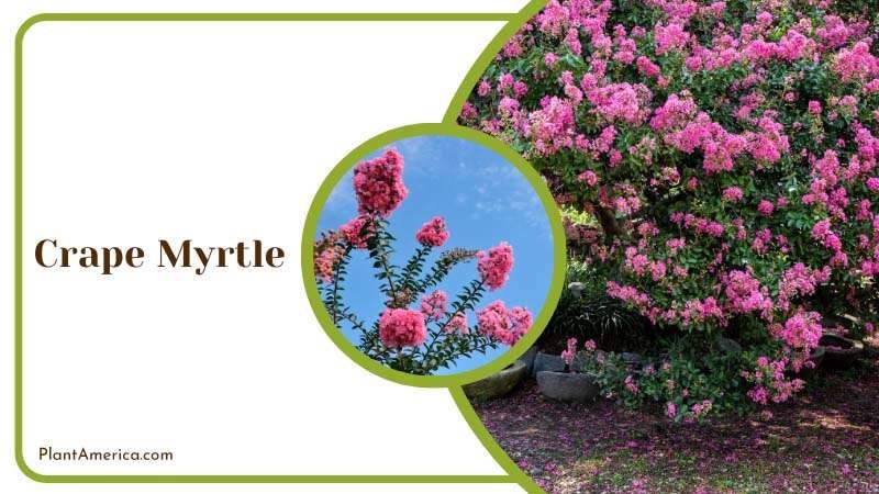 Growing Crape Myrtles Plant America