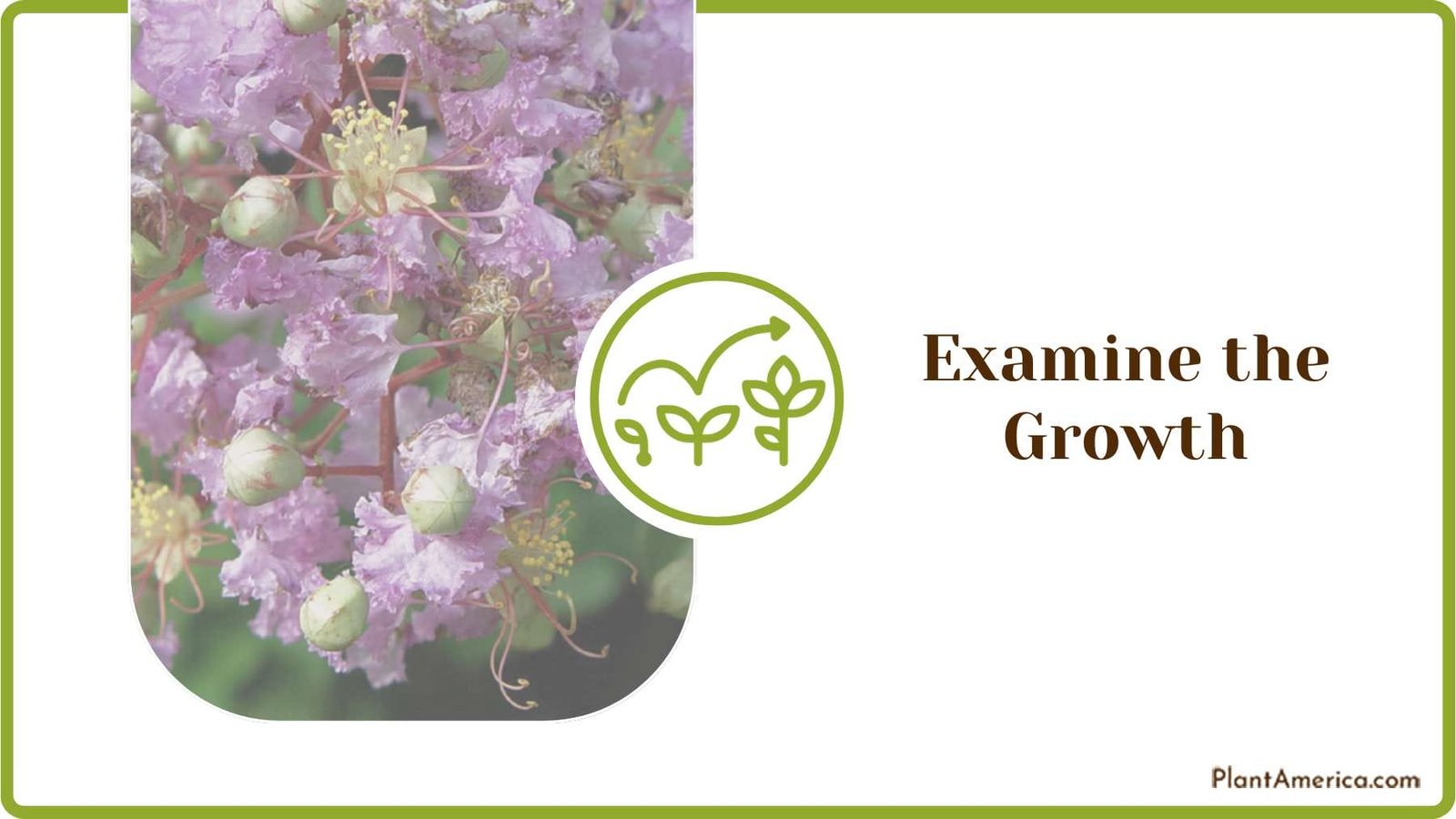 Growing Crepe Myrtle Plants Plant America