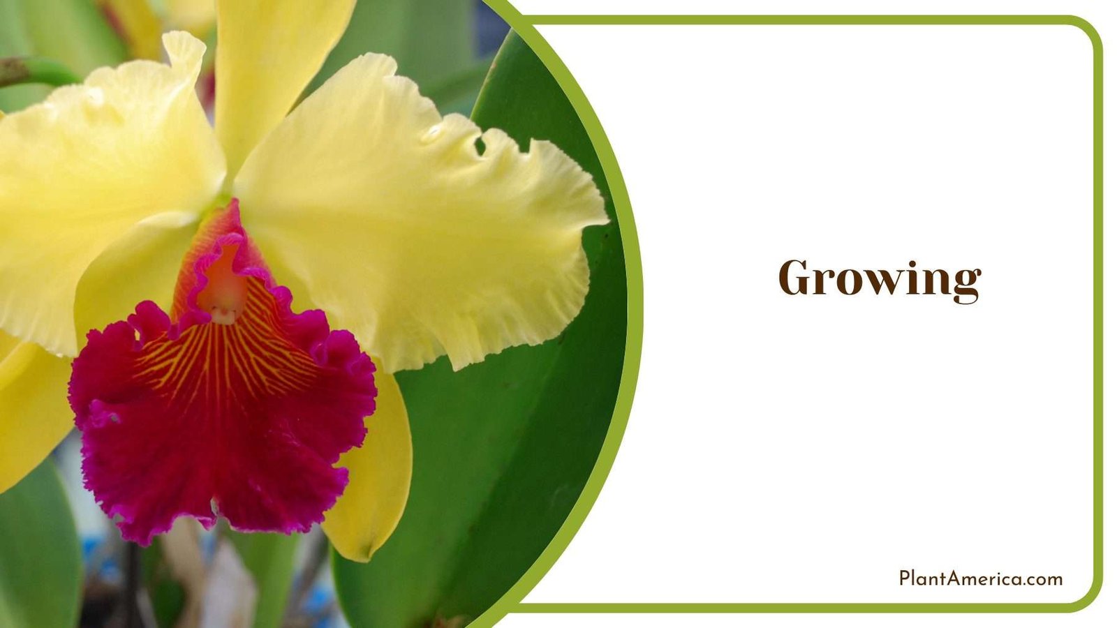 Growing Dowiana Plant America