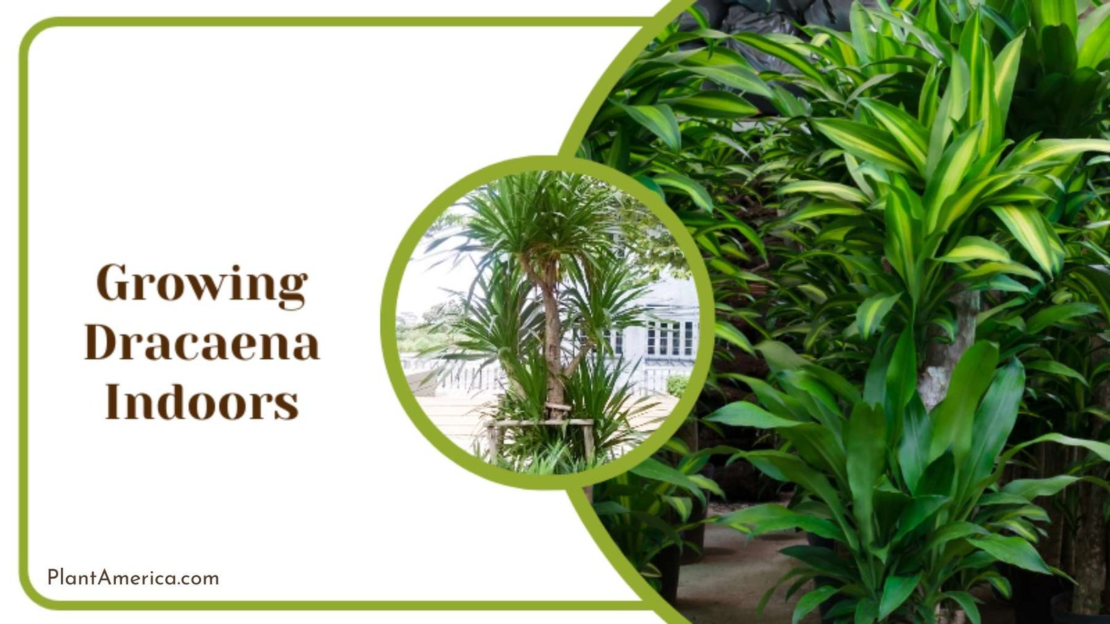 Growing Dracaena Indoors Plant America