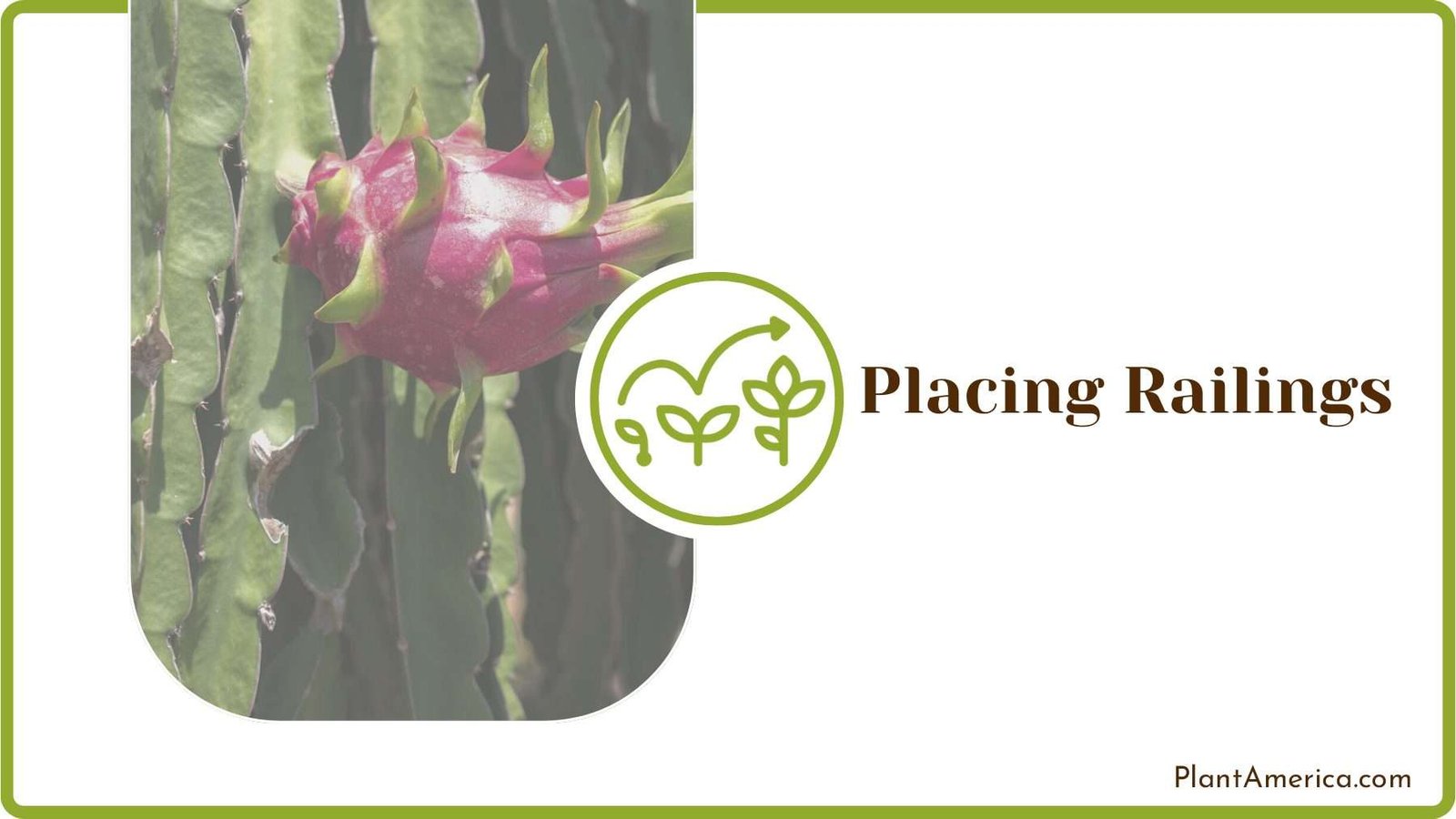 Growing Dragon Fruit on Balcony Plant America