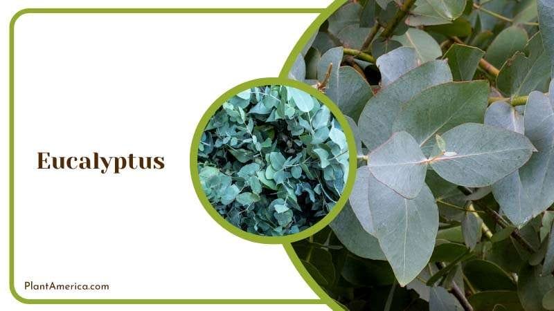 Growing Eucalyptus on Garden PlantAmerica Growing Eucalyptus on Garden PlantAmerica